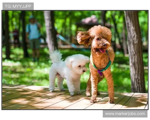 万狗体育多平台同步直播功能介绍让你随时随地畅享精彩体育赛事 万狗体育多平台同步直播功能介绍让你随时随地畅享精彩体育赛事